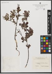 Foto von Salix L.